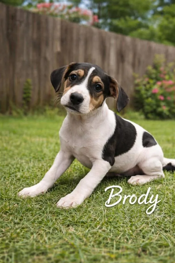Brody