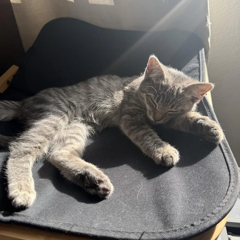 A baby small-sized female Gray / Blue / Silver Domestic Short Hair cat named Lola for adoption in Long Beach, CA