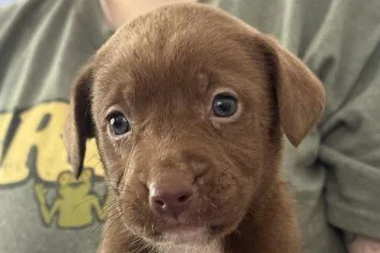 A baby small-sized female Pit Bull Terrier dog named Scrabble for adoption in Westland, MI