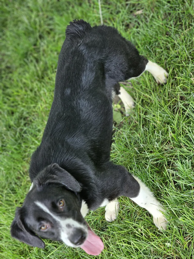 A young small-sized male Black Cardigan Welsh Corgi dog named Petey Springfield for adoption in O Fallon, IL