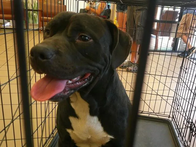 A young large-sized male Pit Bull Terrier dog named Baron for adoption in Ocala, FL