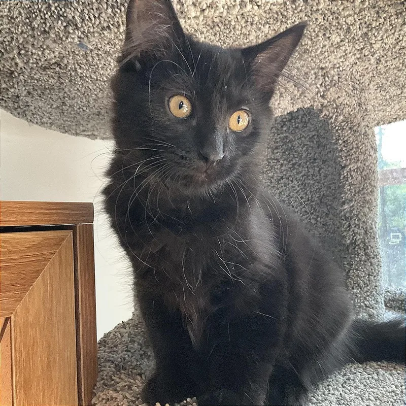 A baby small-sized female Domestic Medium Hair cat named Carley C for adoption in Minnetonka, MN