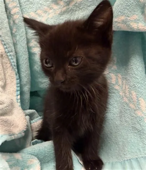 A baby small-sized female Domestic Short Hair cat named Stevie Blue Collar for adoption in Ontario, CA