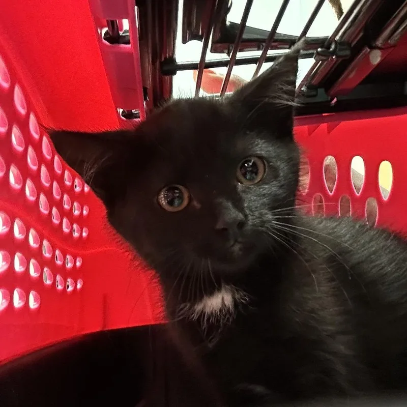 A baby small-sized female Black Domestic Short Hair cat named Nyx for adoption in Middletown, NY