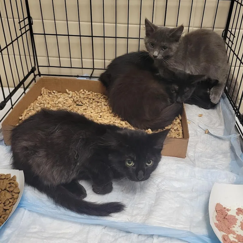 A baby small-sized male Black Domestic Short Hair cat named The Cat in the for adoption in Westminster, CA