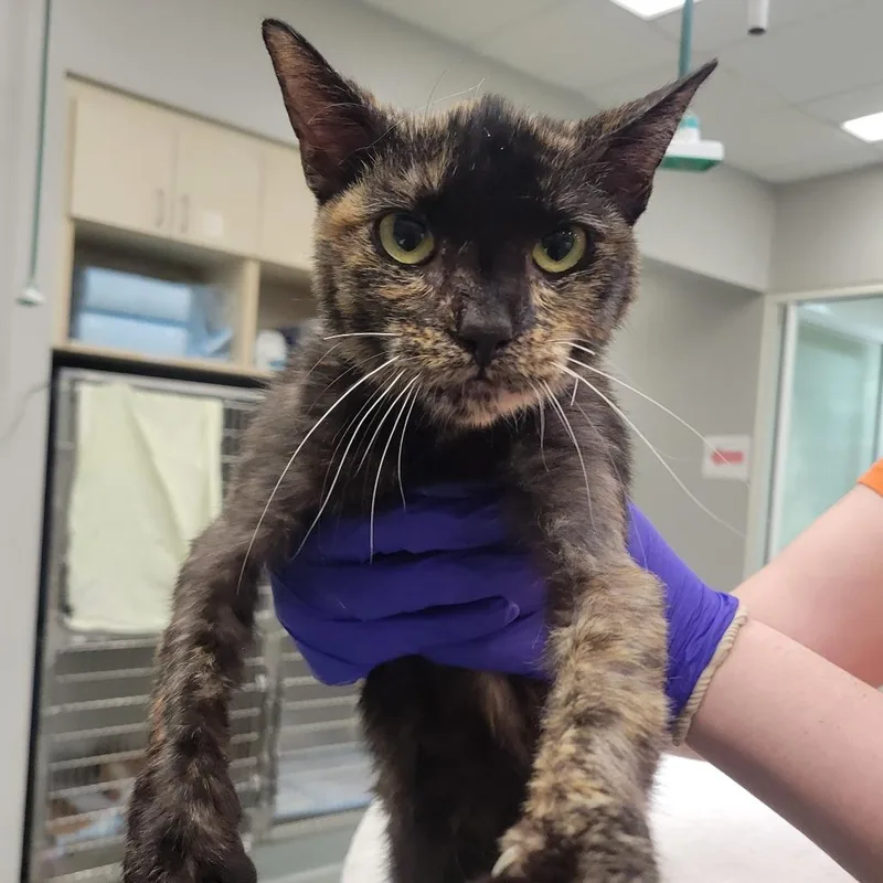 An adult medium-sized female Tortoiseshell Domestic Short Hair cat named Weeble for adoption in Westminster, CA