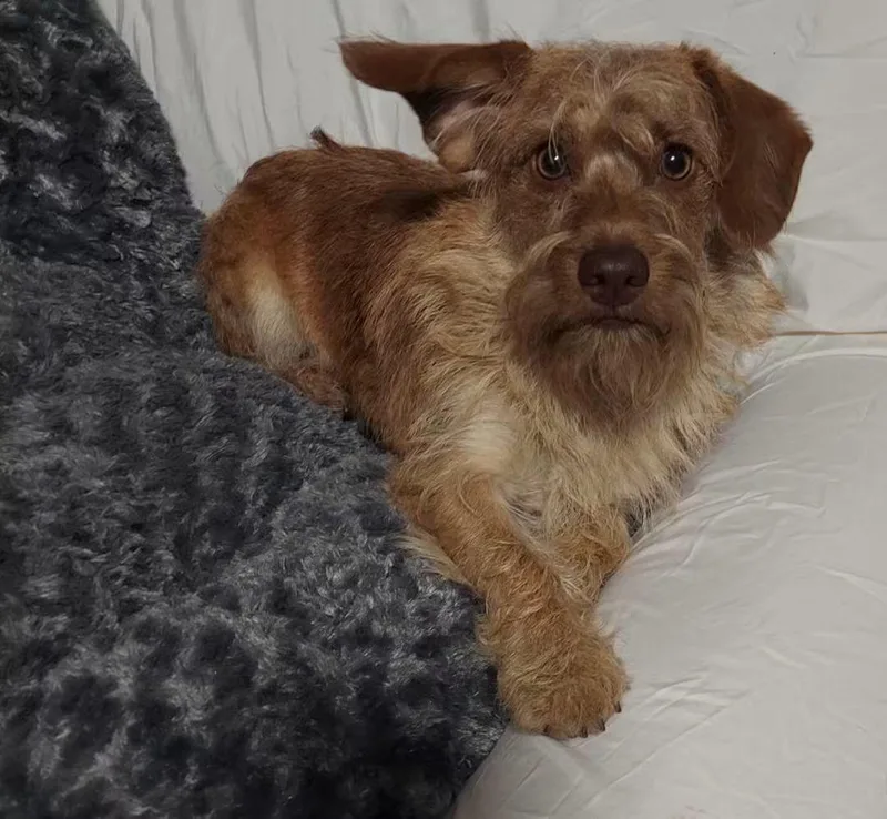 A young small-sized male Dachshund dog named Zeus for adoption in Oakland, CA