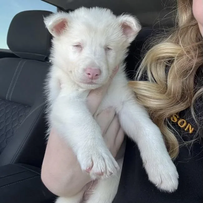 A baby small-sized male White / Cream Australian Shepherd dog named Baby for adoption in Sonoma, CA