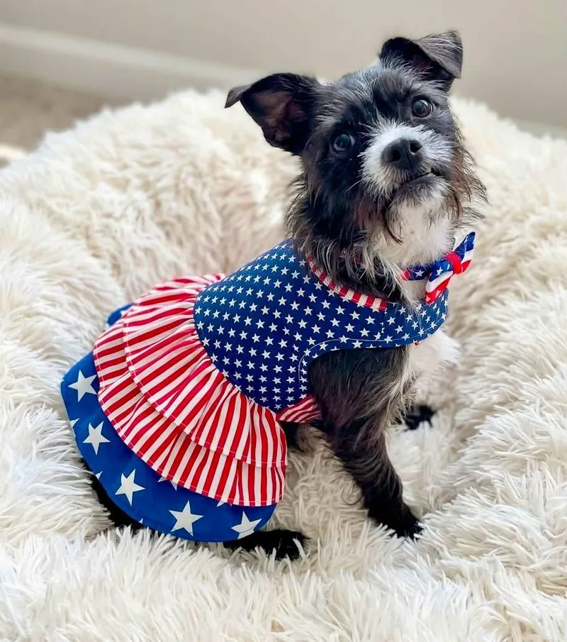 A young small-sized female Terrier dog named Truffles for adoption in Rockwall, TX