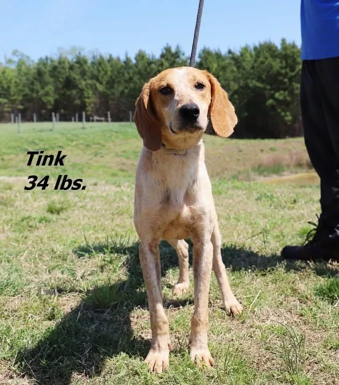 Tink thumbnail 2