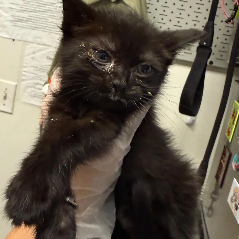 A baby small-sized female Black Domestic Medium Hair cat named Plemmy for adoption in Charleston, WV