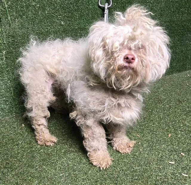 A young small-sized male Maltese dog named Gunner for adoption in Lancaster, CA