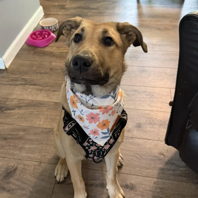 A baby large-sized female Yellow / Tan / Blond / Fawn German Shepherd Dog dog named Caramel for adoption in Bettendorf, IA