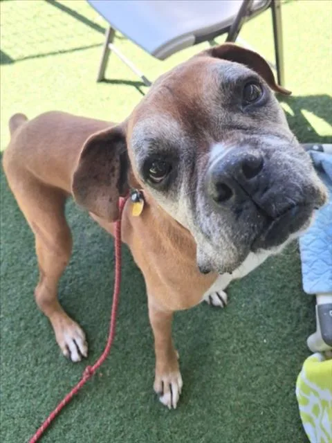 A senior large-sized male Boxer dog named Randall for adoption in Woodland, CA