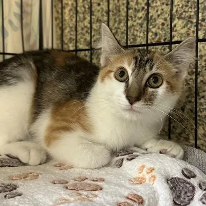 A baby small-sized female Domestic Medium Hair cat named Calypso for adoption in Merriam, KS