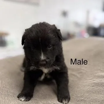 A baby medium-sized male Black Australian Shepherd dog named Shadow for adoption in Phoenix, AZ