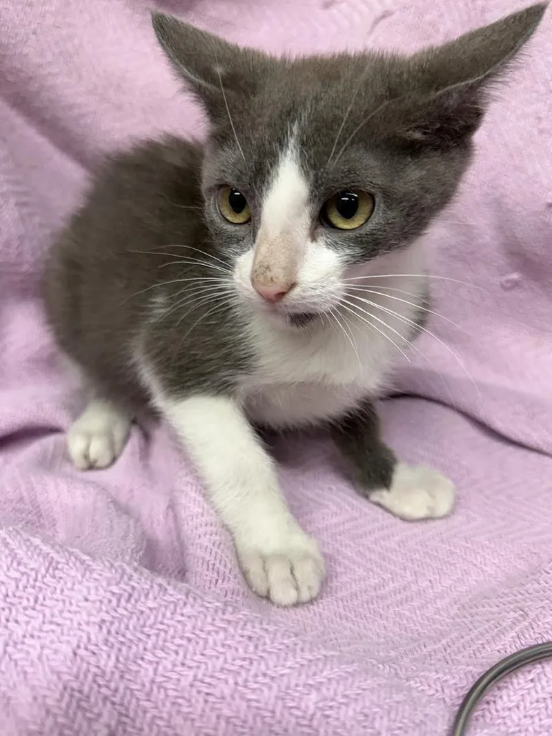 A young medium-sized male Gray & White Domestic Short Hair cat named Chief for adoption in Oakdale, CA