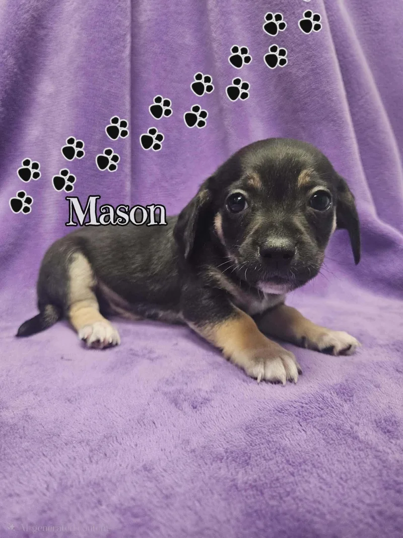 A baby small-sized male Chihuahua dog named Mason for adoption in San Angelo , TX