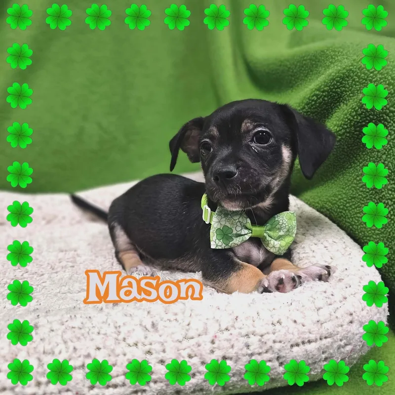 Mason thumbnail 5