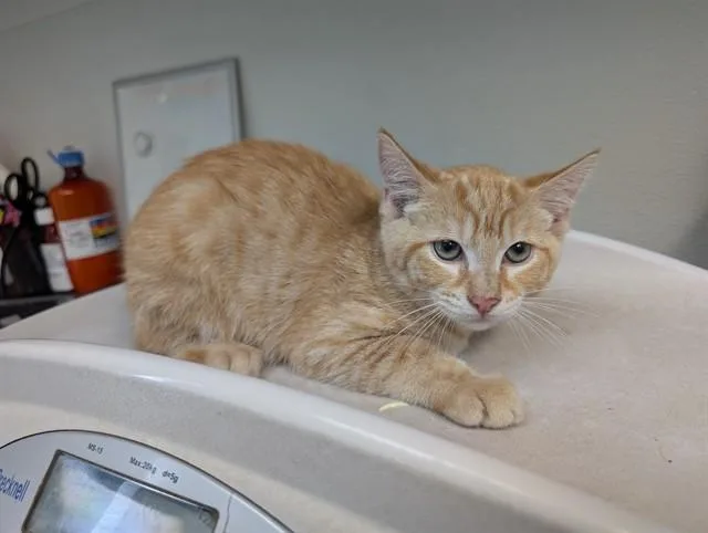 A baby small-sized male Domestic Short Hair cat named Willow for adoption in Antioch, CA