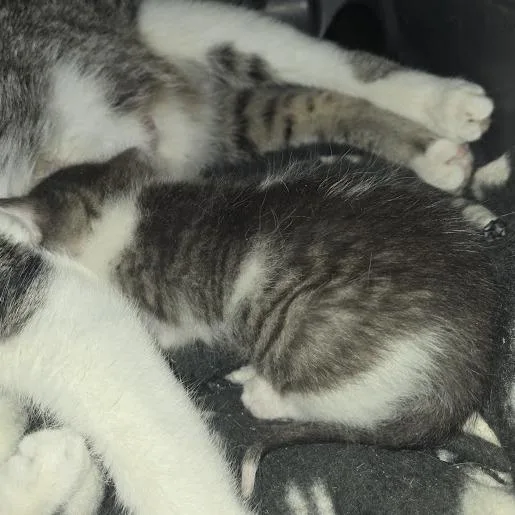 A baby small-sized male Brown / Chocolate Domestic Short Hair cat named Orion for adoption in Sioux Falls, SD