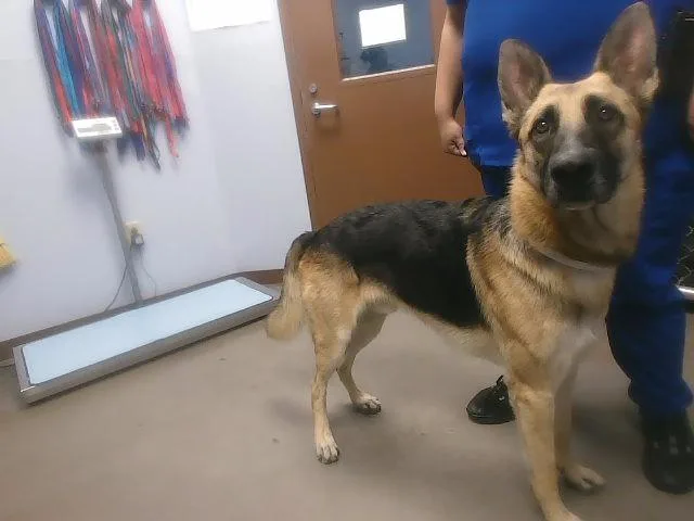 A young large-sized male German Shepherd Dog dog named Hondo for adoption in Phoenix, AZ