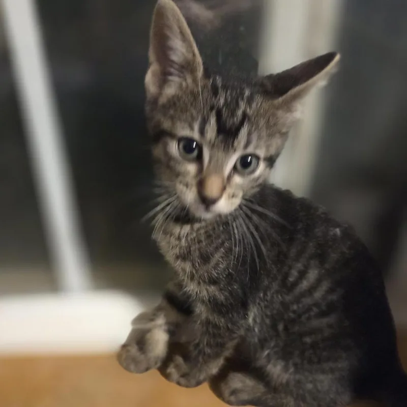 A baby small-sized female Gray / Blue / Silver Domestic Short Hair cat named Salem for adoption in Wichita, KS