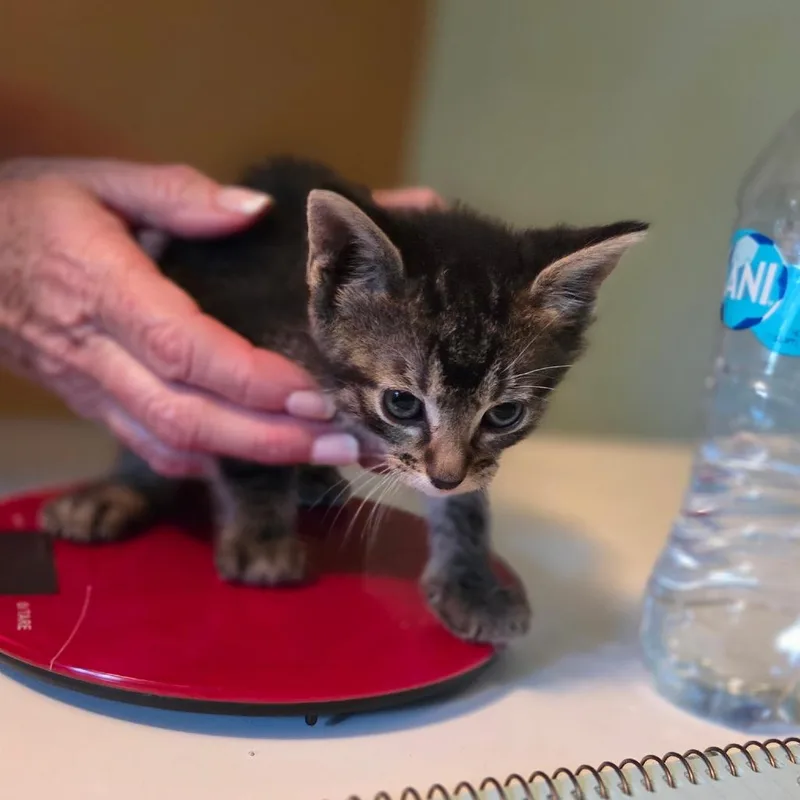 Salem thumbnail 2