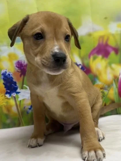 A young small-sized male Terrier dog named Brett for adoption in San Antonio, TX