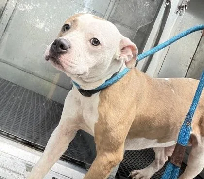 An adult large-sized male Pit Bull Terrier dog named Binx for adoption in Daytona Beach, FL