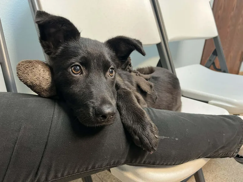 A baby medium-sized male Black Labrador Retriever dog named Max for adoption in Sharon, CT