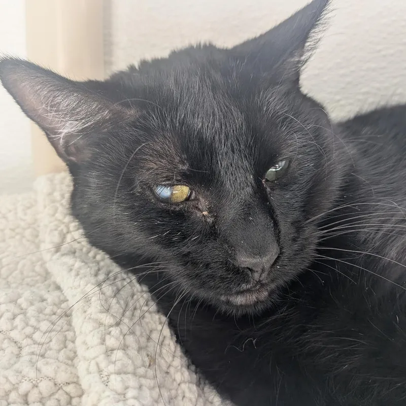 A senior medium-sized female Domestic Medium Hair cat named Kiwi for adoption in St. Helena, CA