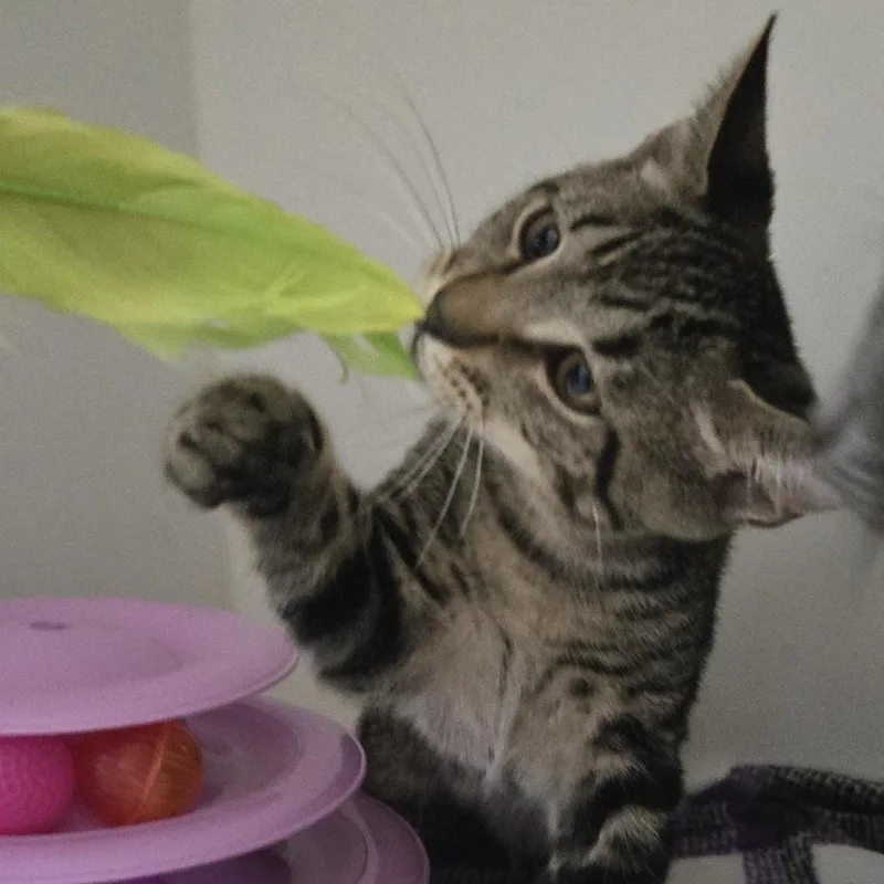 A baby small-sized male Brown / Chocolate Domestic Short Hair cat named Tiblyn for adoption in Dearborn, MI