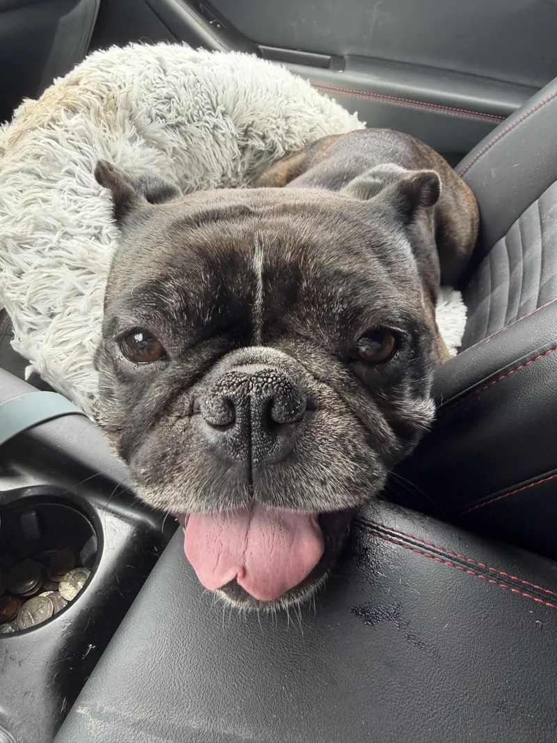 A young medium-sized male French Bulldog dog named Goblin for adoption in Lutz, FL