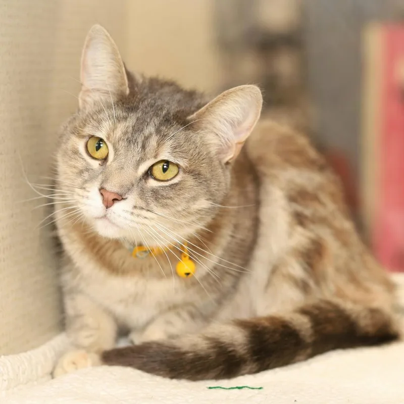 An adult medium-sized female Torbie Domestic Short Hair cat named Aurora for adoption in Evansville, IN