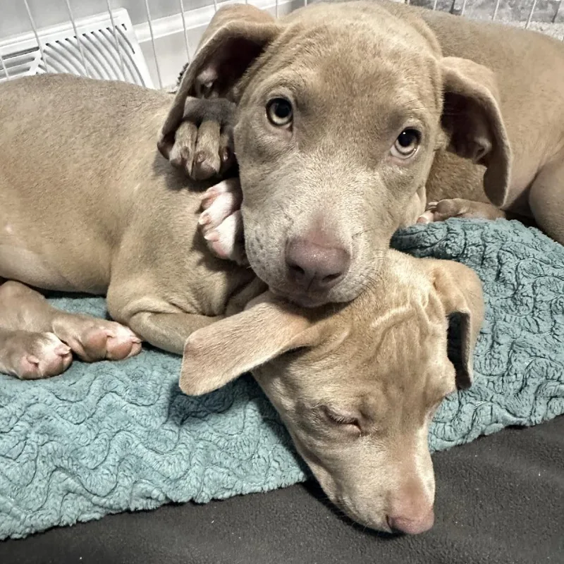 A baby small-sized female Mixed Breed dog named Fawn for adoption in Grand Rapids, MI