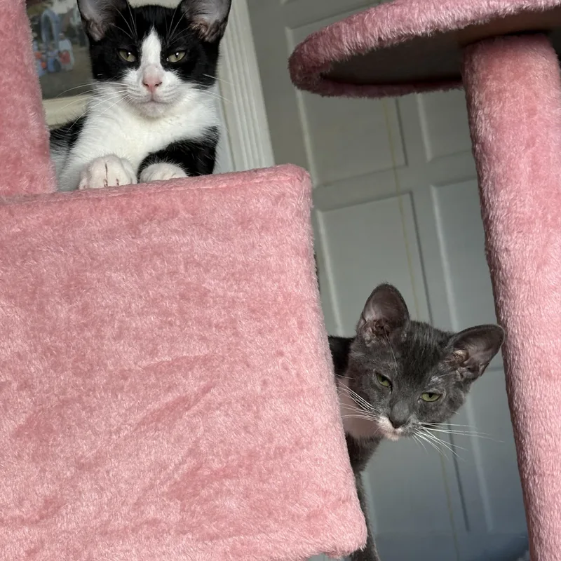 Bella thumbnail 3