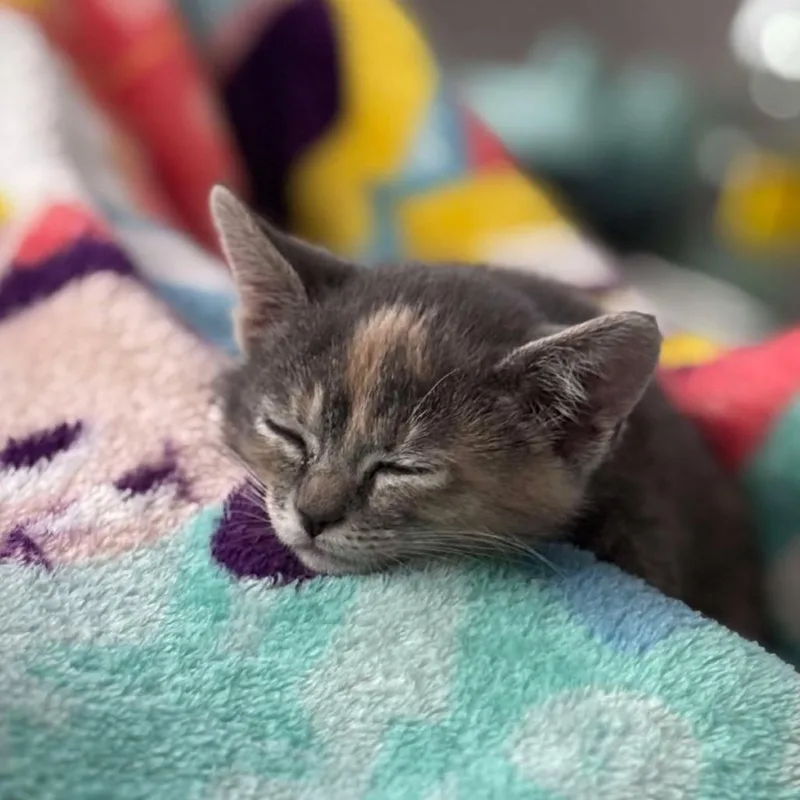 An adult small-sized female Tortoiseshell Domestic Short Hair cat named Mabel Veo for adoption in Eagle Mountain, UT