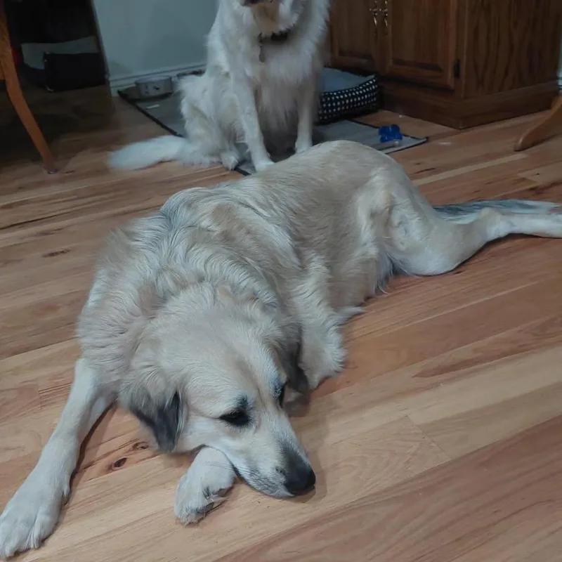 A young large-sized female Great Pyrenees dog named Winnie for adoption in Nampa, ID