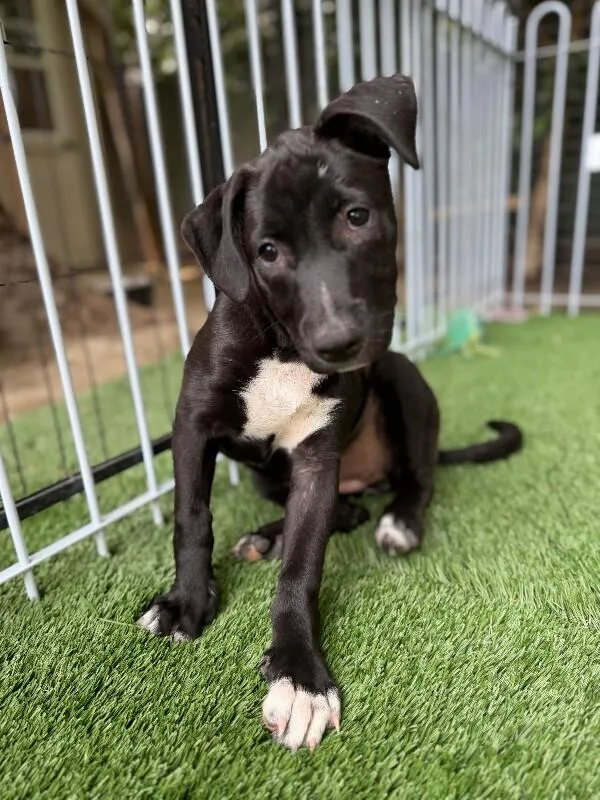 A baby medium-sized female Black Shepherd dog named Carol for adoption in Van Nuys, CA