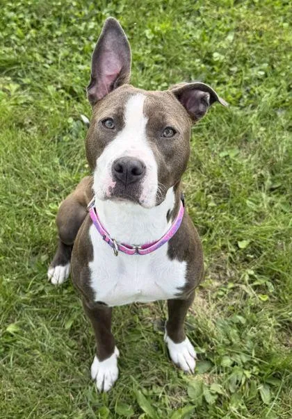 An adult medium-sized female Pit Bull Terrier dog named Princess for adoption in Jefferson, WI