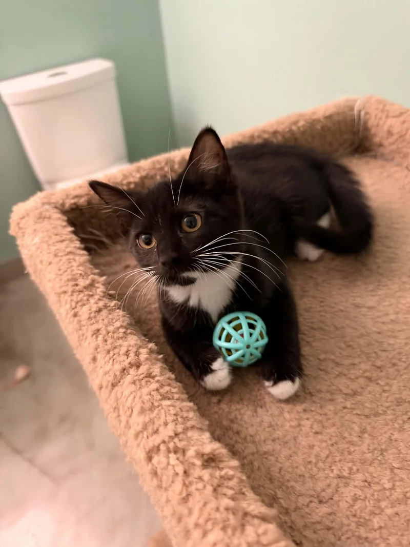 A baby medium-sized female Tuxedo cat named Rue for adoption in Cincinnati, OH