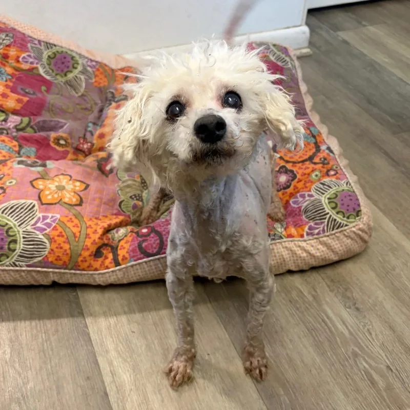 A senior small-sized male White / Cream Maltese dog named Milkshake for adoption in Newark, NJ