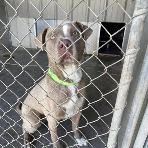 An adult small-sized male Gray / Blue / Silver Pit Bull Terrier dog named Tank for adoption in Carlin, NV