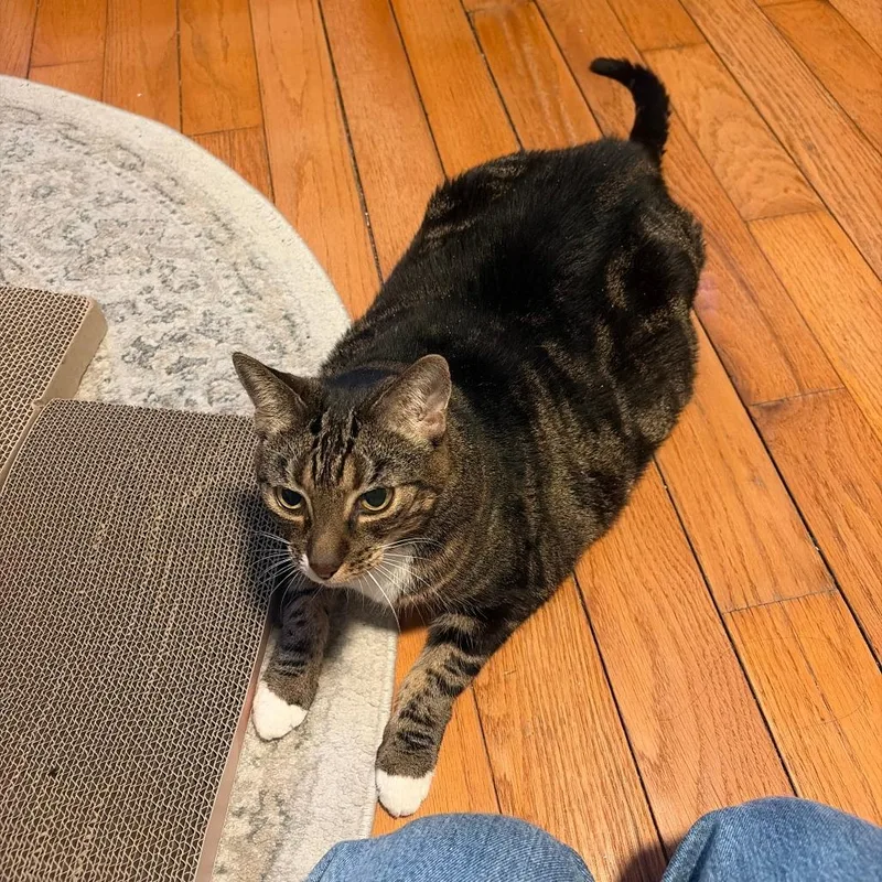 A senior large-sized female Brown / Chocolate Domestic Short Hair cat named Ricki for adoption in New York, NY