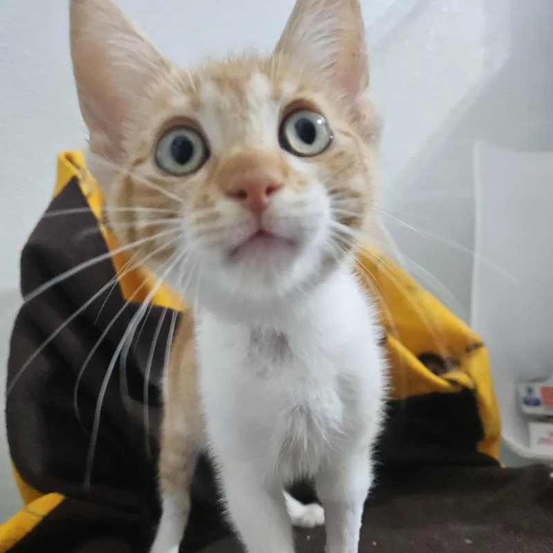 A young medium-sized female Orange / Red Domestic Short Hair cat named Blush for adoption in Brea, CA