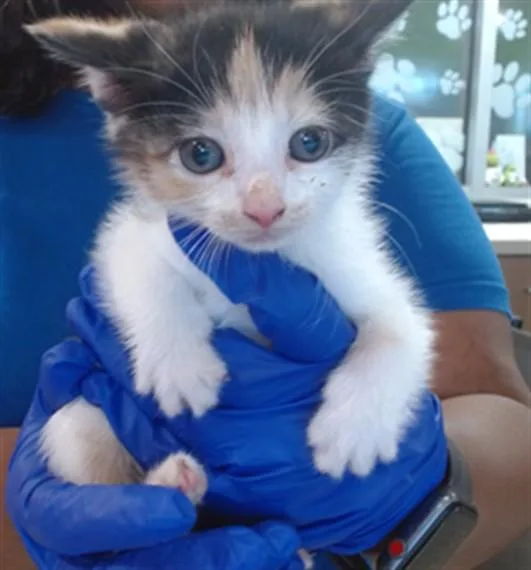 A baby small-sized female Domestic Short Hair cat named Clementine for adoption in Louisville, KY