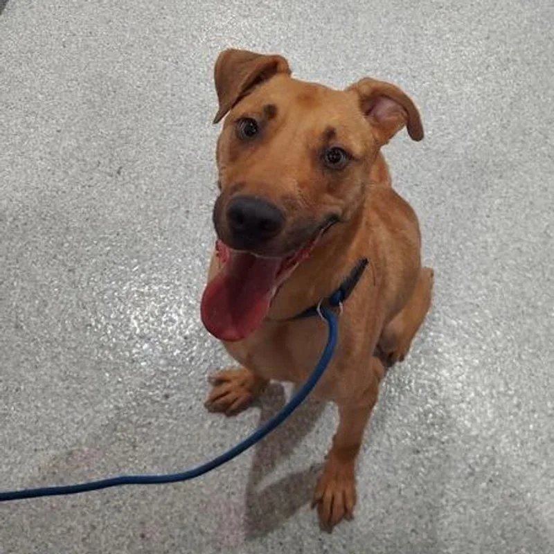 An adult medium-sized male Labrador Retriever dog named Zeus for adoption in Lake Havasu City, AZ