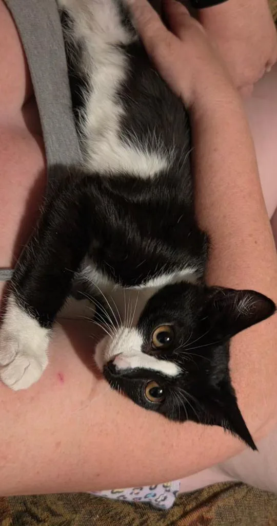 A baby medium-sized male Domestic Short Hair cat named Split for adoption in Pocatello, ID