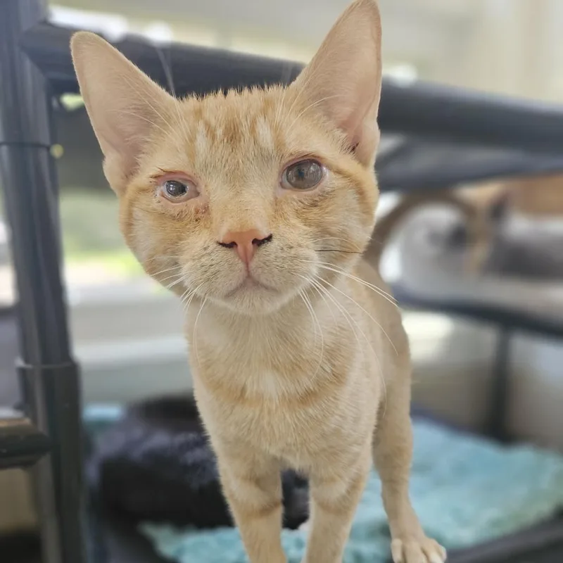 A young small-sized male Orange / Red Domestic Short Hair cat named Welcoming William for adoption in Gloucester, VA
